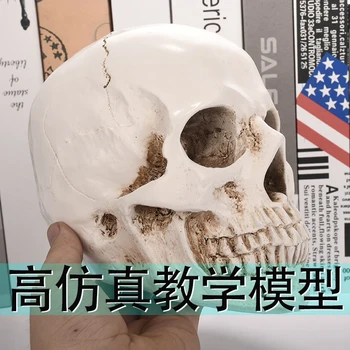 модель qianshan Mini Skull - медицинская анатомическая кость головы взрослого человека небольшого размера для образования черепа